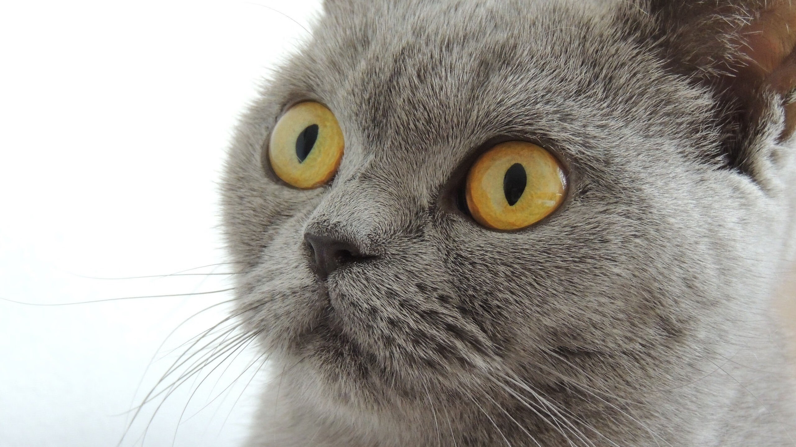 开云官方-全国青少年“梦想跑”公益篮球马拉松在广州完美举行，马拉松公益活动